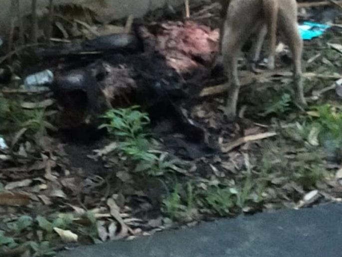 Corpses in the cemetery, dogs breaking limbs | स्मशानभूमीत प्रेतांचे खच, कुत्रे तोडतायत लचके Corpses in the cemetery, dogs breaking limbs | स्मशानभूमीत प्रेतांचे खच, कुत्रे तोडतायत लचके