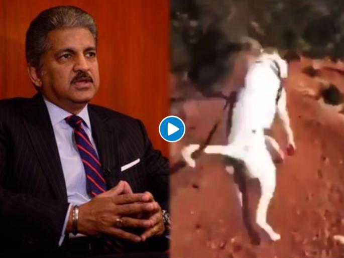 Trending Video : Anand mahindra shared an adorable video of a dog jumping with happiness | आनंद महिंद्रांनी शेअर केला भन्नाट व्हिडीओ; म्हणाले, 'लॉकडाऊननंतर असाच इन्जॉय करणार'...... Trending Video : Anand mahindra shared an adorable video of a dog jumping with happiness | आनंद महिंद्रांनी शेअर केला भन्नाट व्हिडीओ; म्हणाले, 'लॉकडाऊननंतर असाच इन्जॉय करणार'......