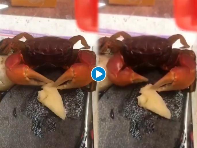 Crab viral video : Crab viral video on twitter animal video trending video | Crab viral video : भूक लागताच खेकड्यानं सफरचंदावर मारला ताव; १ लाखांपेक्षा जास्त लोकांनी पाहिला व्हिडीओ