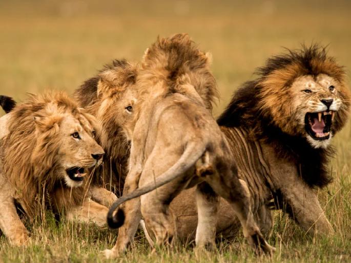 CoronaVirus Live Updates two lionesses have tested positive for covid 19 at etawah safari park | CoronaVirus Live Updates : प्राण्यांनाही कोरोनाचा धोका! लायन सफारी पार्कमधील दोन सिंहिणी पॉझिटिव्ह  CoronaVirus Live Updates two lionesses have tested positive for covid 19 at etawah safari park | CoronaVirus Live Updates : प्राण्यांनाही कोरोनाचा धोका! लायन सफारी पार्कमधील दोन सिंहिणी पॉझिटिव्ह