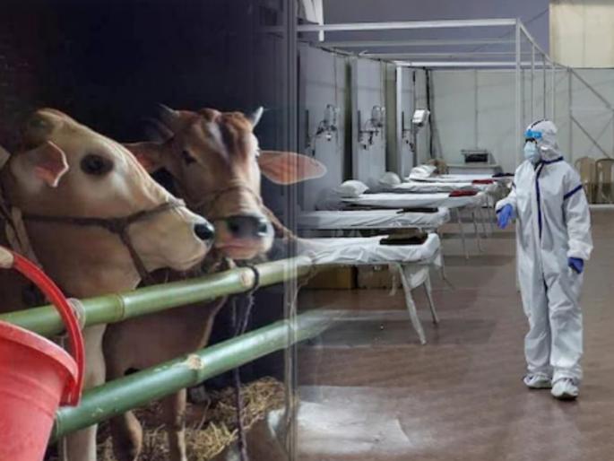 CoronaVirus Live Updates covid care centre in gaushala in gujarat treatment with cow milk and urine | CoronaVirus Live Updates : गुजरातमध्ये गोशाळेत उभारलं कोविड सेंटर; गोमूत्र व दूधाच्या मदतीने रुग्णावर उपचार केल्याचा दावा CoronaVirus Live Updates covid care centre in gaushala in gujarat treatment with cow milk and urine | CoronaVirus Live Updates : गुजरातमध्ये गोशाळेत उभारलं कोविड सेंटर; गोमूत्र व दूधाच्या मदतीने रुग्णावर उपचार केल्याचा दावा