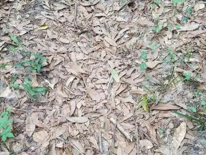 Trending photo Find the snake : Can you find the snake in this viral photo twitter reaction news | या फोटोत लपलाय विषारी साप; शोधून शोधून थकाल; पाहा जमतंय का हे चॅलेन्ज Trending photo Find the snake : Can you find the snake in this viral photo twitter reaction news | या फोटोत लपलाय विषारी साप; शोधून शोधून थकाल; पाहा जमतंय का हे चॅलेन्ज