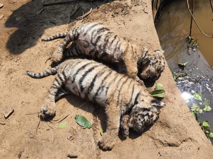 Bear dies along with three tiger cubs in Bhandara district | भंडारा जिल्ह्यात वाघाच्या तीन बछड्यांसह अस्वलाचा मृत्यू, वन्यजीव प्रेमींमध्ये हळहळ Bear dies along with three tiger cubs in Bhandara district | भंडारा जिल्ह्यात वाघाच्या तीन बछड्यांसह अस्वलाचा मृत्यू, वन्यजीव प्रेमींमध्ये हळहळ