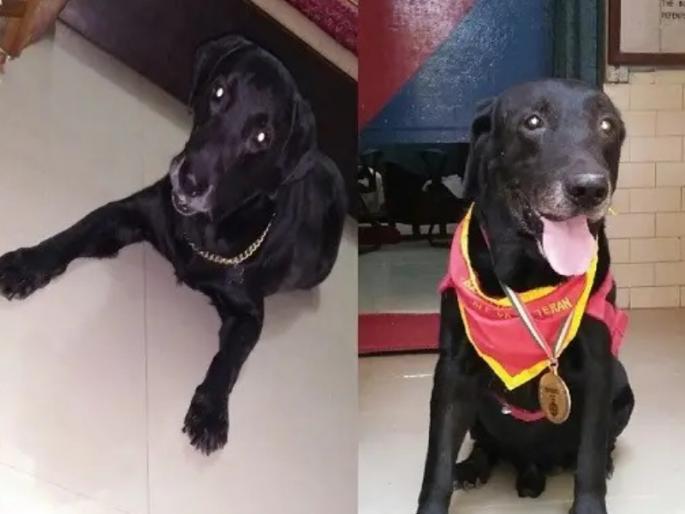 Naughty, who played important role in the 26/11 terror attacks is died | २६/११ च्या भीषण दहशतवादी हल्ल्यावेळी महत्वाची भूमिका बजावणाऱ्या 'नॉटी'ने घेतला अखेरचा श्वास Naughty, who played important role in the 26/11 terror attacks is died | २६/११ च्या भीषण दहशतवादी हल्ल्यावेळी महत्वाची भूमिका बजावणाऱ्या 'नॉटी'ने घेतला अखेरचा श्वास