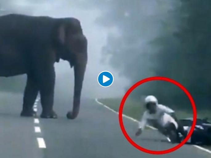 Elephant was standing on the middle road person fell with the bike see viral video | Video : रस्त्याच्या मधोमध उभा होता हत्ती, त्याचा चकवण्याचा प्रयत्न फसला अन् बाईकसह समोरच जाऊन पडला... Elephant was standing on the middle road person fell with the bike see viral video | Video : रस्त्याच्या मधोमध उभा होता हत्ती, त्याचा चकवण्याचा प्रयत्न फसला अन् बाईकसह समोरच जाऊन पडला...