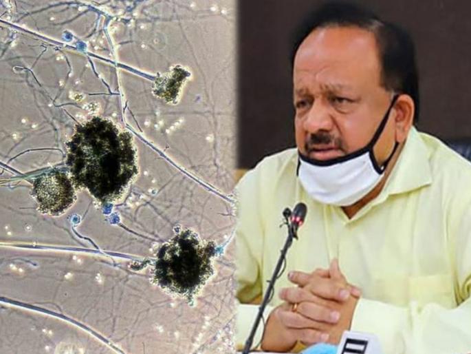 black fungus cases in india dr harsh vardhan briefs ongoing covid crisis | चिंता वाढली! देशात Black Fungus चा कहर, 18 राज्यांत तब्बल 5,424 रुग्ण; 'या' लोकांना सर्वाधिक धोका black fungus cases in india dr harsh vardhan briefs ongoing covid crisis | चिंता वाढली! देशात Black Fungus चा कहर, 18 राज्यांत तब्बल 5,424 रुग्ण; 'या' लोकांना सर्वाधिक धोका