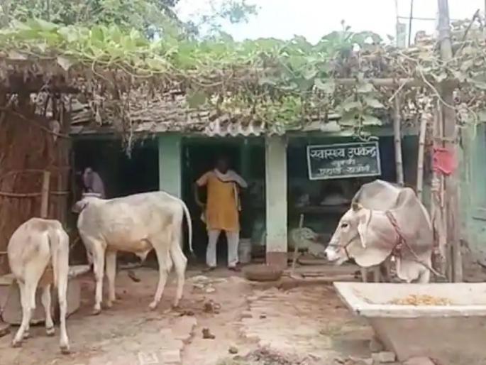 Animal communication at health center in Bihar, staff absent | प्राथमिक आरोग्य केंद्राची बनली गोशाळा, रुग्णांच्या जागी जनावरे आणि औषधांऐवजी दिसतेय शेण Animal communication at health center in Bihar, staff absent | प्राथमिक आरोग्य केंद्राची बनली गोशाळा, रुग्णांच्या जागी जनावरे आणि औषधांऐवजी दिसतेय शेण