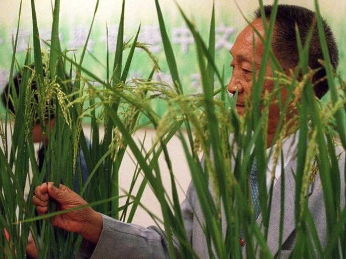 Yuan Langping, the Researcher of hybrid rice Passed Away | हायब्रीड तांदळाचे जनक युआन लाेंगपिंग कालवश, चीनमधील रुग्णालयात घेतला अखेरचा श्वास Yuan Langping, the Researcher of hybrid rice Passed Away | हायब्रीड तांदळाचे जनक युआन लाेंगपिंग कालवश, चीनमधील रुग्णालयात घेतला अखेरचा श्वास