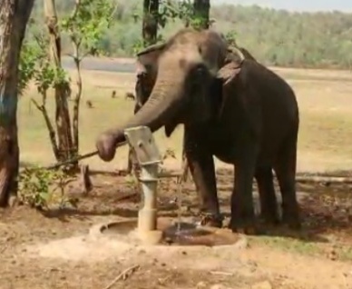 Elephant Operates Hand Pump on His Own to Drink Water in gadchiroli | अरे व्वा! हत्तीण माणसासारखे हापसून पिते हापसीतील पाणी; Video व्हायरल Elephant Operates Hand Pump on His Own to Drink Water in gadchiroli | अरे व्वा! हत्तीण माणसासारखे हापसून पिते हापसीतील पाणी; Video व्हायरल