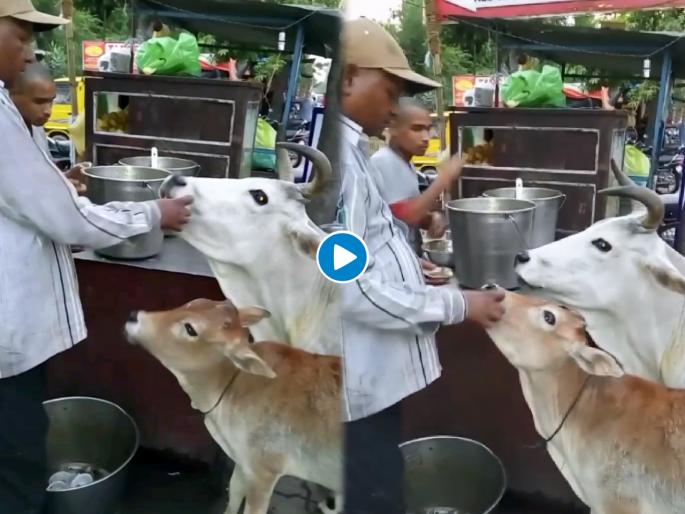 man feeds golgappas to cow and its calf watch instagram viral video | अरे व्वा! गाय अन् वासराला पाणीपुरी खाताना पाहिलंत का?; तुफान व्हायरल होणाऱ्या Video नं जिंकली मनं man feeds golgappas to cow and its calf watch instagram viral video | अरे व्वा! गाय अन् वासराला पाणीपुरी खाताना पाहिलंत का?; तुफान व्हायरल होणाऱ्या Video नं जिंकली मनं