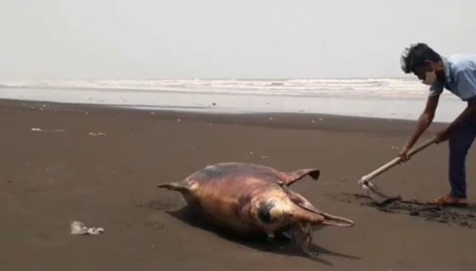Dead dolphin weighing 250 kg found on Rajodi beach in Vasai | वसईच्या राजोडी समुद्र किनाऱ्यावर आढळला 250 किलो वजनाचा मृत डॉल्फिन! Dead dolphin weighing 250 kg found on Rajodi beach in Vasai | वसईच्या राजोडी समुद्र किनाऱ्यावर आढळला 250 किलो वजनाचा मृत डॉल्फिन!