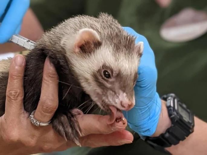 coronavirus vaccine for animals tigers and bears in oakland zoo in us get covid 19 vaccine | अरे व्वा! 'या' देशात माणसांसोबत प्राण्यांचंही होतंय कोरोना लसीकरण; वाघ आणि अस्वलांनी घेतली लस coronavirus vaccine for animals tigers and bears in oakland zoo in us get covid 19 vaccine | अरे व्वा! 'या' देशात माणसांसोबत प्राण्यांचंही होतंय कोरोना लसीकरण; वाघ आणि अस्वलांनी घेतली लस