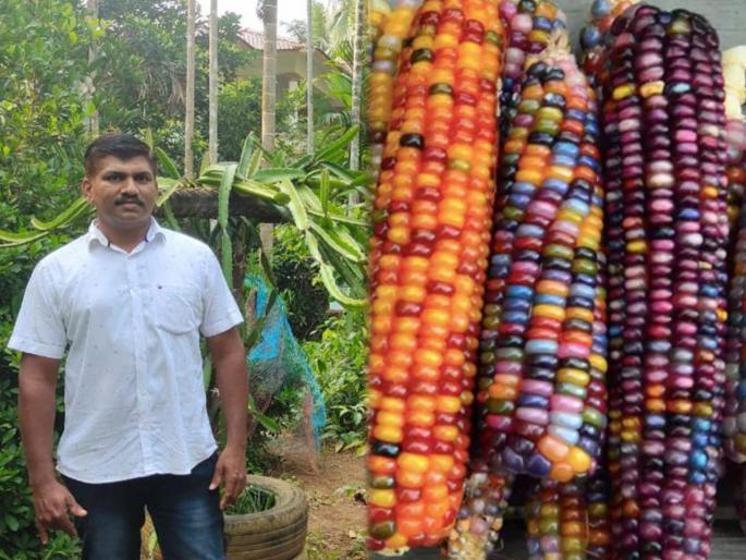 Rainbow corn : Rainbow corn exotic fruits malappuram kerala farmer | Rainbow corn : कमालच केली राव! या शेतकऱ्यानं घराच्या छतावर पिकवले रंगबिरंगी मक्याची कणसे; पाहा फोटो