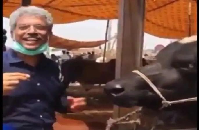 VIDEO: Pakistani journalist interviews buffalo on Eid day, can't stop laughing after listening to questions and answers | VIDEO: ईद दिवशी पाकिस्तानी पत्रकाराने घेतली म्हशीची मुलाखत, प्रश्नोत्तरं ऐकून हसू आवरता येणार नाही VIDEO: Pakistani journalist interviews buffalo on Eid day, can't stop laughing after listening to questions and answers | VIDEO: ईद दिवशी पाकिस्तानी पत्रकाराने घेतली म्हशीची मुलाखत, प्रश्नोत्तरं ऐकून हसू आवरता येणार नाही
