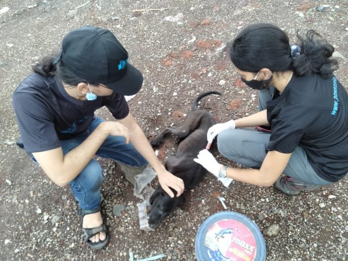 dombivlikar help to rescue 150 animals in mahad after heavy rain | पावसाच्या महापुराचा महाडमधील १५० प्राण्यांना फटका; डोंबिवलीकर प्राणिमात्रांची मदत dombivlikar help to rescue 150 animals in mahad after heavy rain | पावसाच्या महापुराचा महाडमधील १५० प्राण्यांना फटका; डोंबिवलीकर प्राणिमात्रांची मदत