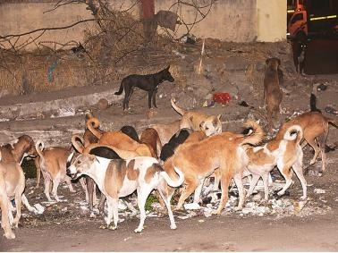 300 stray dogs killing poison in andhra pradesh west godavari village | माणुसकीला काळीमा! आंध्र प्रदेशात 300 भटक्या श्वानांना विष देऊन मारलं, घटनेने खळबळ 300 stray dogs killing poison in andhra pradesh west godavari village | माणुसकीला काळीमा! आंध्र प्रदेशात 300 भटक्या श्वानांना विष देऊन मारलं, घटनेने खळबळ