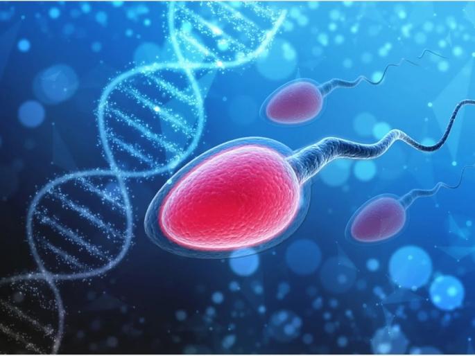 Coronavirus: Coronavirus infection reduces sperm production, medical experts observe | चिंताजनक! कोरोना विषाणू संसर्गामुळे शुक्राणू निर्मितीत घट, वैद्यकीय तज्ज्ञांचे निरीक्षण Coronavirus: Coronavirus infection reduces sperm production, medical experts observe | चिंताजनक! कोरोना विषाणू संसर्गामुळे शुक्राणू निर्मितीत घट, वैद्यकीय तज्ज्ञांचे निरीक्षण