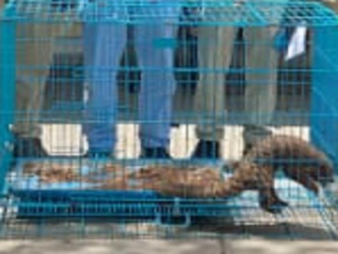 Three smugglers of scaly cats were arrested by the forest department | खवल्या मांजराची तस्करी करणारे तिघे वन विभागाच्या ताब्यात  Three smugglers of scaly cats were arrested by the forest department | खवल्या मांजराची तस्करी करणारे तिघे वन विभागाच्या ताब्यात