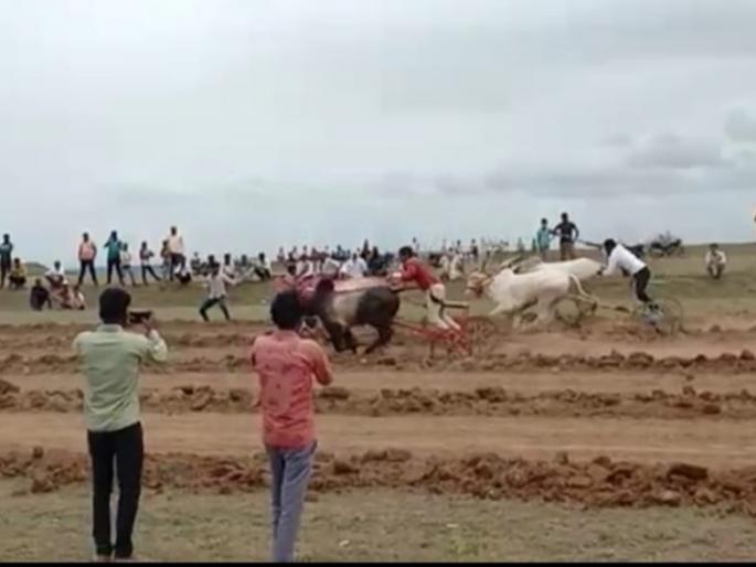 Organizing bullock cart race despite the ban; Crimes registered against 47 persons in Ahmednagar | Bullock Cart Race : कोरोना नियमांना हरताळ! बंदी असतानाही बैलगाडा शर्यतीचे आयोजन; तब्बल ४७ जणांवर गुन्हे दाखल 