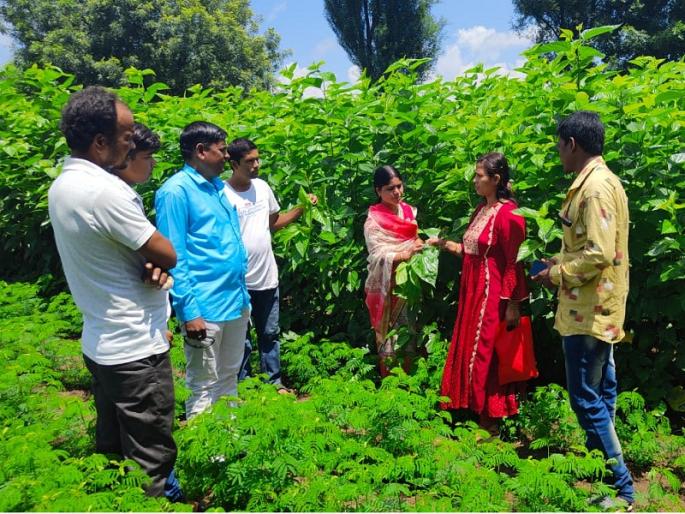 Majalgaon's silk farming attracts Nepalese farmers; Overwhelmed by Marathwadi hospitality | मराठवाडी पाहुणचाराने नेपाळचे शेतकरी भारावले; रेशीम शेतीसाठी माजलगावात केला ४ दिवस मुक्काम Majalgaon's silk farming attracts Nepalese farmers; Overwhelmed by Marathwadi hospitality | मराठवाडी पाहुणचाराने नेपाळचे शेतकरी भारावले; रेशीम शेतीसाठी माजलगावात केला ४ दिवस मुक्काम