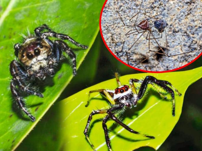 Spider Week at Fergusson College pune and Record 20 spiders in 5 days including jumping species | कोळी सप्ताह! पाच दिवसांत २० स्पायडरची नोंद, उड्या मारणाऱ्या प्रजातींचाही समावेश Spider Week at Fergusson College pune and Record 20 spiders in 5 days including jumping species | कोळी सप्ताह! पाच दिवसांत २० स्पायडरची नोंद, उड्या मारणाऱ्या प्रजातींचाही समावेश