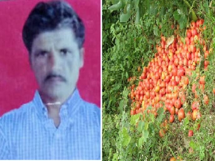 Tomato price of Rs. 1 per kg; Depressed farmer commits suicide | टोमॅटोला १ रुपये किलोचा भाव; नैराश्यात शेतकऱ्याने केली आत्महत्या Tomato price of Rs. 1 per kg; Depressed farmer commits suicide | टोमॅटोला १ रुपये किलोचा भाव; नैराश्यात शेतकऱ्याने केली आत्महत्या