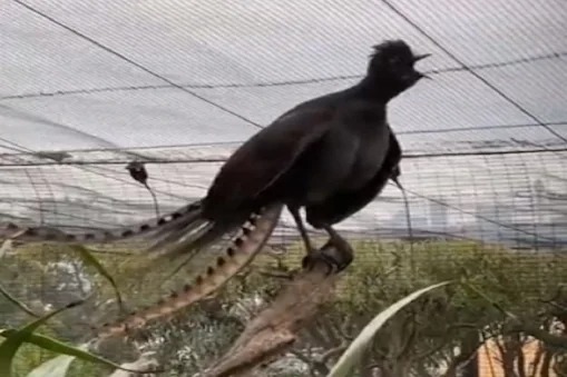 Video bird crying like baby in australian zoo you will be shocked | Video - काय सांगता? ...अन् चक्क बाळासारखा रडू लागला 'हा' पक्षी; आवाज ऐकून बसेल आश्चर्याचा धक्का Video bird crying like baby in australian zoo you will be shocked | Video - काय सांगता? ...अन् चक्क बाळासारखा रडू लागला 'हा' पक्षी; आवाज ऐकून बसेल आश्चर्याचा धक्का