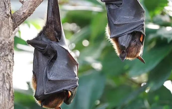 Nipah virus: Increased risk of Nipah virus, symptoms and measures to prevent it | Nipah virus: निपाह विषाणूचा धोका वाढला, अशी आहेत लक्षणे आणि त्यापासून बचावाचे उपाय  Nipah virus: Increased risk of Nipah virus, symptoms and measures to prevent it | Nipah virus: निपाह विषाणूचा धोका वाढला, अशी आहेत लक्षणे आणि त्यापासून बचावाचे उपाय