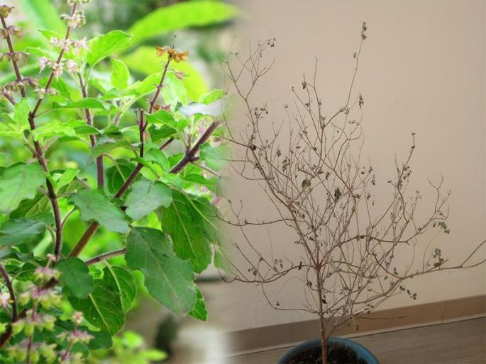 Gardening Tips : How to revive dying tulsi plant by expert basil green | Gardening Tips : सुकलेल्या तुळशीला नेहमी हिरवीगार ठेवण्यासाठी 'या' टिप्स वापरा; वर्षानुवर्ष खराब होणार नाही रोप