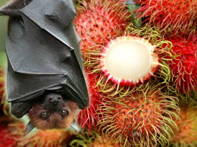 rambutan fruit may be cause of nipah virus due to bat and rambutan tree contact | 'या' फळामुळे पसरतोय निपाह व्हायरस? लिचीसारखं दिसणारं हे फळ आणि वटवाघळं याआधीही चर्चेत rambutan fruit may be cause of nipah virus due to bat and rambutan tree contact | 'या' फळामुळे पसरतोय निपाह व्हायरस? लिचीसारखं दिसणारं हे फळ आणि वटवाघळं याआधीही चर्चेत