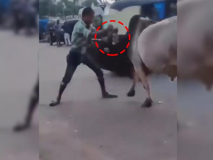 man fighting with bull on road video goes viral on social media | यानं बैलाची शिंग पकडली अन् खाडकन जमिनीवर आदळलं!, पाहताच आठवेल बाहुबलीतील 'तो' सीन man fighting with bull on road video goes viral on social media | यानं बैलाची शिंग पकडली अन् खाडकन जमिनीवर आदळलं!, पाहताच आठवेल बाहुबलीतील 'तो' सीन