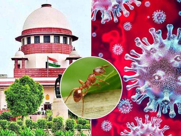 can't order Can't order 'Red Ant Chutney' as COVID-19 cure, get vaccinated: Supreme Court | कोरोनावरील उपचारांसाठी मुंग्यांची चटणी वापरण्याची मागणी; सुप्रीम कोर्ट म्हणालं, आधी जाऊन लस घ्या! can't order Can't order 'Red Ant Chutney' as COVID-19 cure, get vaccinated: Supreme Court | कोरोनावरील उपचारांसाठी मुंग्यांची चटणी वापरण्याची मागणी; सुप्रीम कोर्ट म्हणालं, आधी जाऊन लस घ्या!