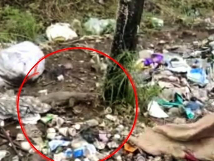 four and a half feet of ghorpad was caught by the fire brigade In Bhiwandi | भिवंडीत साडे चार फूट घोरपड अग्निशमन दलाच्या जवानांनी पकडली; 5 दिवसांनंतर नागरिकांची चिंता मिटली four and a half feet of ghorpad was caught by the fire brigade In Bhiwandi | भिवंडीत साडे चार फूट घोरपड अग्निशमन दलाच्या जवानांनी पकडली; 5 दिवसांनंतर नागरिकांची चिंता मिटली