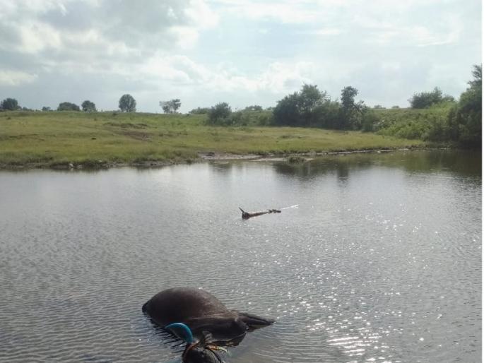 Suddenly the bullock cart was pulled into the lake, drowning the farmer | अचानक बैलगाडी तलावात ओढली गेली, शेतकऱ्याचा बुडून मृत्यू Suddenly the bullock cart was pulled into the lake, drowning the farmer | अचानक बैलगाडी तलावात ओढली गेली, शेतकऱ्याचा बुडून मृत्यू