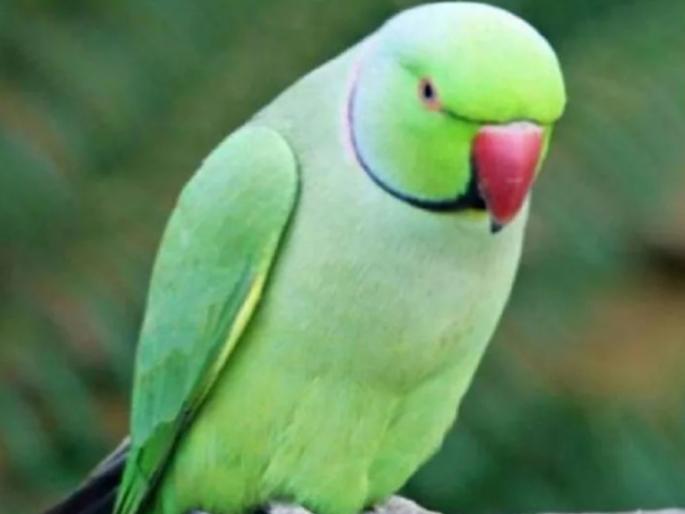 PARROT'S EVIDENCE Parrot is main prosecution witness in a rape and murder trial  | पोपटाच्या साक्षीवर बलात्काराच्या आरोपीला होणार शिक्षा; वारंवार उच्चारतोय मालकीणबाईचे अखेरचे शब्द 