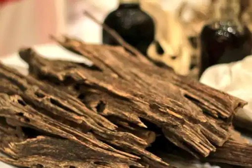 It is the rarest wood in the world, with gold and diamonds costing nothing | Agarwood: हे आहे जगातील सर्वात दुर्मीळ लाकूड, ज्याच्यासमोर सोने, हिऱ्यांची किंमत काहीच नाही It is the rarest wood in the world, with gold and diamonds costing nothing | Agarwood: हे आहे जगातील सर्वात दुर्मीळ लाकूड, ज्याच्यासमोर सोने, हिऱ्यांची किंमत काहीच नाही