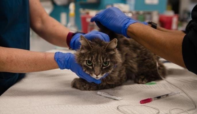 CoronaVirus Live Updates china kills 3 housecats that tested positive for covid 19 | CoronaVirus Live Updates : बापरे! चीनमध्ये 3 पाळीव मांजरींना कोरोनाची लागण; प्रशासनाने दिली थेट मृत्यूची शिक्षा CoronaVirus Live Updates china kills 3 housecats that tested positive for covid 19 | CoronaVirus Live Updates : बापरे! चीनमध्ये 3 पाळीव मांजरींना कोरोनाची लागण; प्रशासनाने दिली थेट मृत्यूची शिक्षा