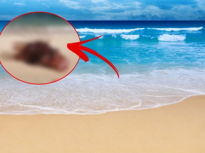 lionfish found on Britain sea shore lionfish is poisonous fish | समुद्रकिनारी सापडला 'हा' मासा ज्याला बघताक्षणी हातात घ्यावासा वाटेल, पण स्पर्श करताच होईल मृत्यू lionfish found on Britain sea shore lionfish is poisonous fish | समुद्रकिनारी सापडला 'हा' मासा ज्याला बघताक्षणी हातात घ्यावासा वाटेल, पण स्पर्श करताच होईल मृत्यू