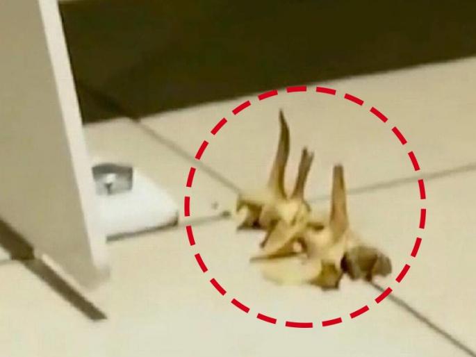 man finds sheep bones in house walls shares video on tiktok | भींंतीत सापडली मेंढीची हाडं, पोलिसांना बोलावताच समोर आलं धक्कादायक सत्य...