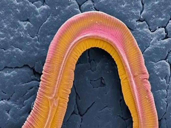 worm mother dies after feeding milk baby research in University college London | आई थोर तुझी माया! बाळाला दुध पाजल्यानंतर होतो आईचा मृत्यू तरीही चिमुकल्याचं पोट भरते अन् मृत्यूला कवटाळते worm mother dies after feeding milk baby research in University college London | आई थोर तुझी माया! बाळाला दुध पाजल्यानंतर होतो आईचा मृत्यू तरीही चिमुकल्याचं पोट भरते अन् मृत्यूला कवटाळते