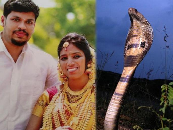 Crime News kerala uthra murder case husbnad sooraj found guilty of killing uthra using cobra snakebite murder | नात्याला काळीमा! हुंड्यासाठी पती झाला हैवान; खोलीत कोब्रा सोडून केली पत्नीची हत्या Crime News kerala uthra murder case husbnad sooraj found guilty of killing uthra using cobra snakebite murder | नात्याला काळीमा! हुंड्यासाठी पती झाला हैवान; खोलीत कोब्रा सोडून केली पत्नीची हत्या