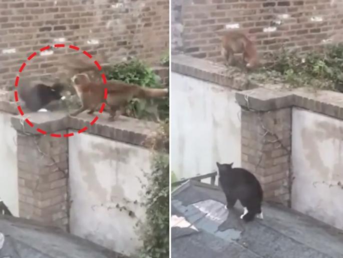 cat fight with two foxes video goes viral on internet | मांजरीने दिली अशी झुंज की शिकारी कोल्हे भीतीने पळून गेले, लोक म्हणाले हीच खरी वाघाची मावशी cat fight with two foxes video goes viral on internet | मांजरीने दिली अशी झुंज की शिकारी कोल्हे भीतीने पळून गेले, लोक म्हणाले हीच खरी वाघाची मावशी