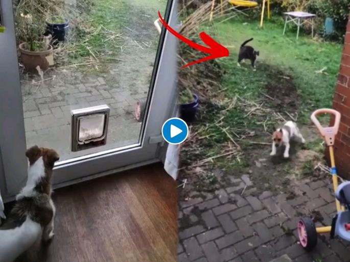 In cat dog fight dog runs away from cat as he got scared viral video | ही मनीमाऊ भलतीच भाव खाऊ! कुत्र्याला शिकवला असा धडा की मांजरीच्या वाटेलाच जाणार नाही In cat dog fight dog runs away from cat as he got scared viral video | ही मनीमाऊ भलतीच भाव खाऊ! कुत्र्याला शिकवला असा धडा की मांजरीच्या वाटेलाच जाणार नाही