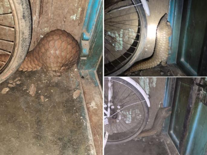 pangolin found in Khalapur-Hal village | खालापूर-हाळ गावात आढळले दुर्मिळ खवले मांजर pangolin found in Khalapur-Hal village | खालापूर-हाळ गावात आढळले दुर्मिळ खवले मांजर
