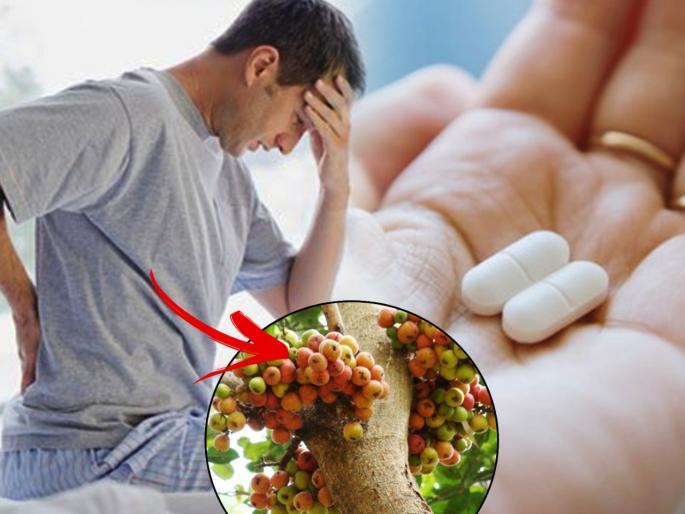 Himalayan anjeer or fig known as bedu fruit is a best painkiller says research done on rat | पेन किलरला म्हणा NO अन् खा 'हे' फळ, वेदना दुर होतील झटक्यात; उंदरांवर झालेल्या संशोधनात दावा Himalayan anjeer or fig known as bedu fruit is a best painkiller says research done on rat | पेन किलरला म्हणा NO अन् खा 'हे' फळ, वेदना दुर होतील झटक्यात; उंदरांवर झालेल्या संशोधनात दावा