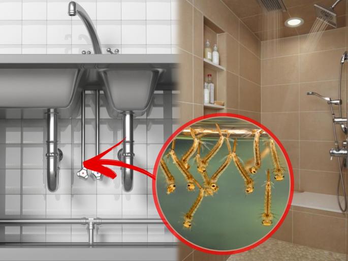 Home Cleaning Tips : Tips to kill mosquito larvae around kitchen and bathroom sink | Home Cleaning Tips : कितीही साफ केलं तरी बाथरूम अन् किचन सिंकभोवती डास,जमा होतात? मग 'या' टिप्सनी डासांना ठेवा दूर