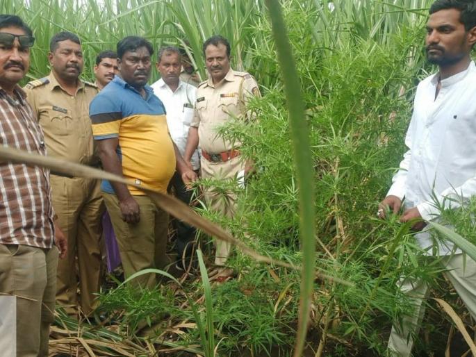 Raid on sugarcane field for cannabis cultivation; A quarter of a lakh items confiscated | उसाच्या शेतात गांजाची लागवड केल्याप्रकरणी शेतात टाकला छापा; सव्वा लाखांचा मुद्देमाल जप्त