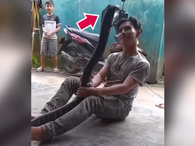 boy dancing with cobra shocks netizens as video goes viral | बाबो! भल्यामोठ्या कोब्रासोबत हा करतोय नागिन डान्स, लोक म्हणाले अरे जीव स्वस्त झालाय का? boy dancing with cobra shocks netizens as video goes viral | बाबो! भल्यामोठ्या कोब्रासोबत हा करतोय नागिन डान्स, लोक म्हणाले अरे जीव स्वस्त झालाय का?