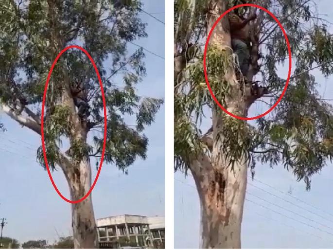 Protesters climb tree against MSEDCL | महावितरणच्या कारभाराविरोधात आंदोलक चढला झाडावर