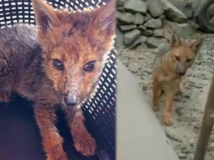 family in Peru adopts a dog but it was fox | घरी आणला कुत्रा, मोठा झाल्यावर करु लागला हल्ला, सत्य समोर येताच सर्वांचाच थरकाप उडाला... family in Peru adopts a dog but it was fox | घरी आणला कुत्रा, मोठा झाल्यावर करु लागला हल्ला, सत्य समोर येताच सर्वांचाच थरकाप उडाला...